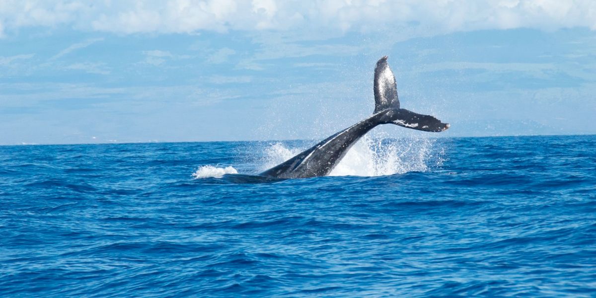 Japón retomará abiertamente la caza comercial de ballenas