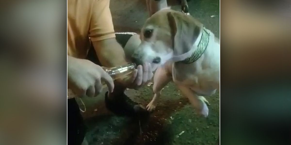 Indignación por video de maltrato animal donde perro bebe cerveza en Medellín