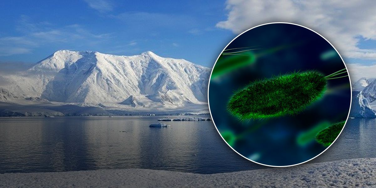 Millones de bacterias fueron encontradas en aguas del lago Mercer en la Antártida