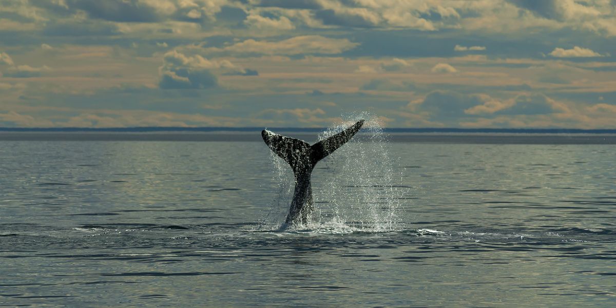 ballenas jorobadas antartida