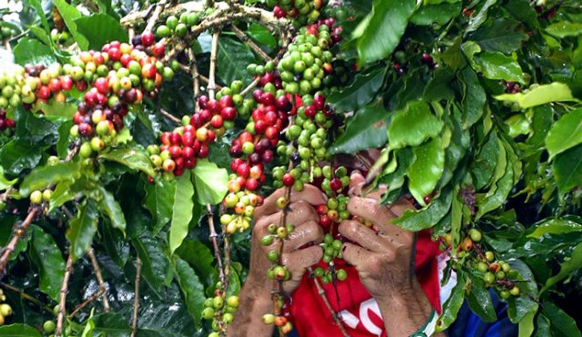 Producción de café en Colombia disminuyó 4,5% en 2018