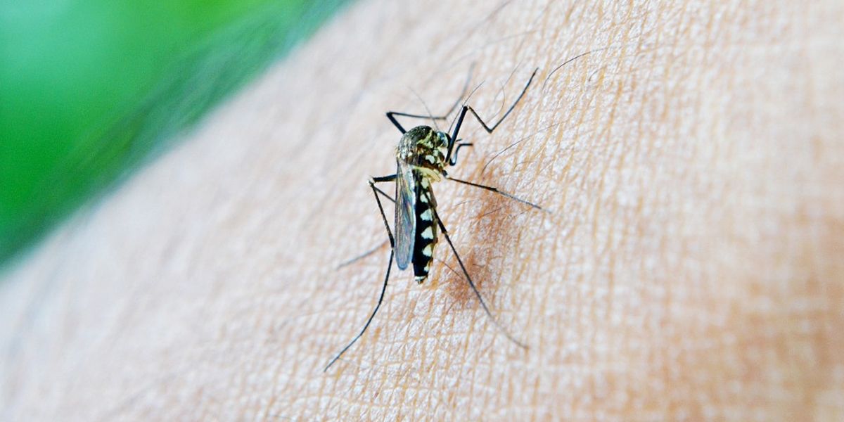 Se dispara el dengue en Cali: decretan alerta amarilla