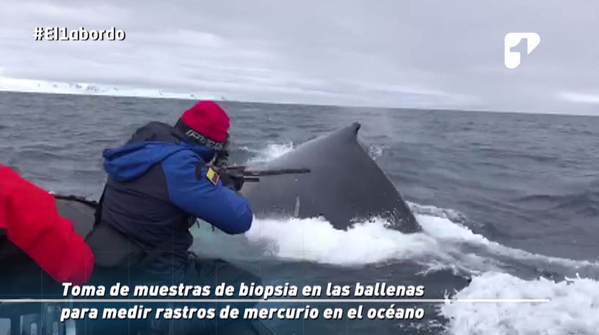 expedicion colombia antartida ballenas armada nacional