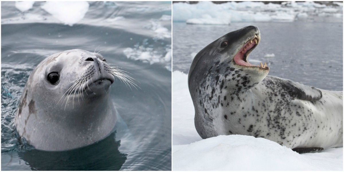 focas antartida