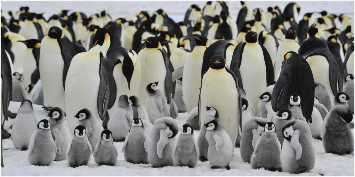 pinguinos antartida buque colombiano