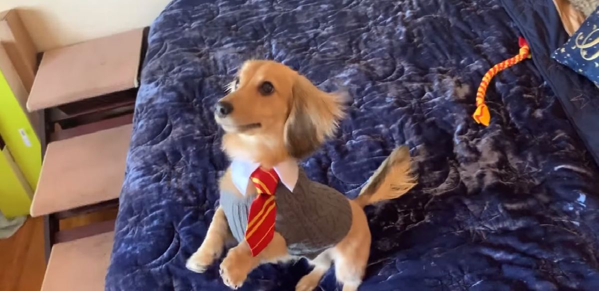 El hermoso perrito que solo responde a hechizos de Harry Potter ¡mágico!