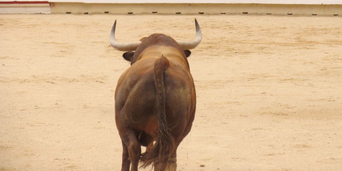 Un toro desbocado casi provoca una tragedia en Casanare