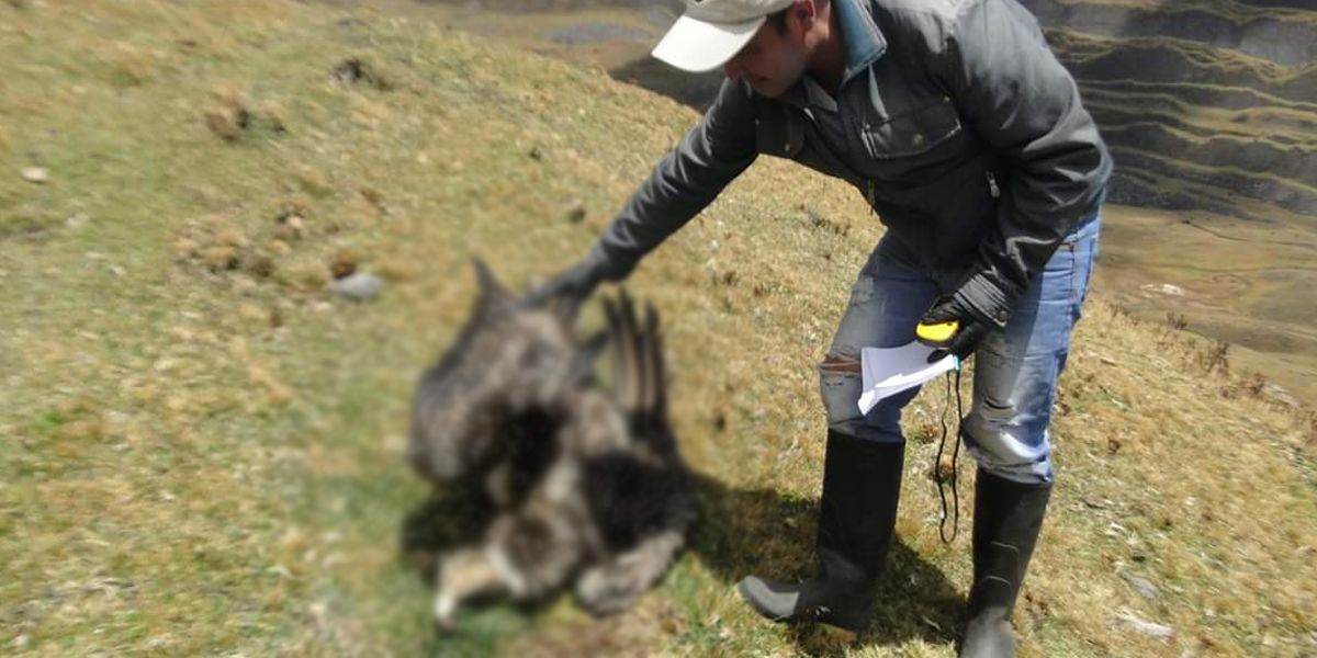 Veterinarios determinarán causas de la extraña muerte de un cóndor de los Andes en Santander