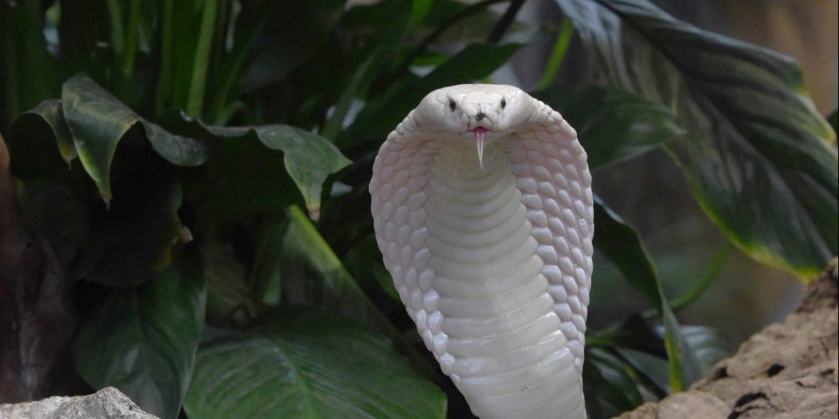Foto: Desconcierto por aparición de una cobra de dos cabezas