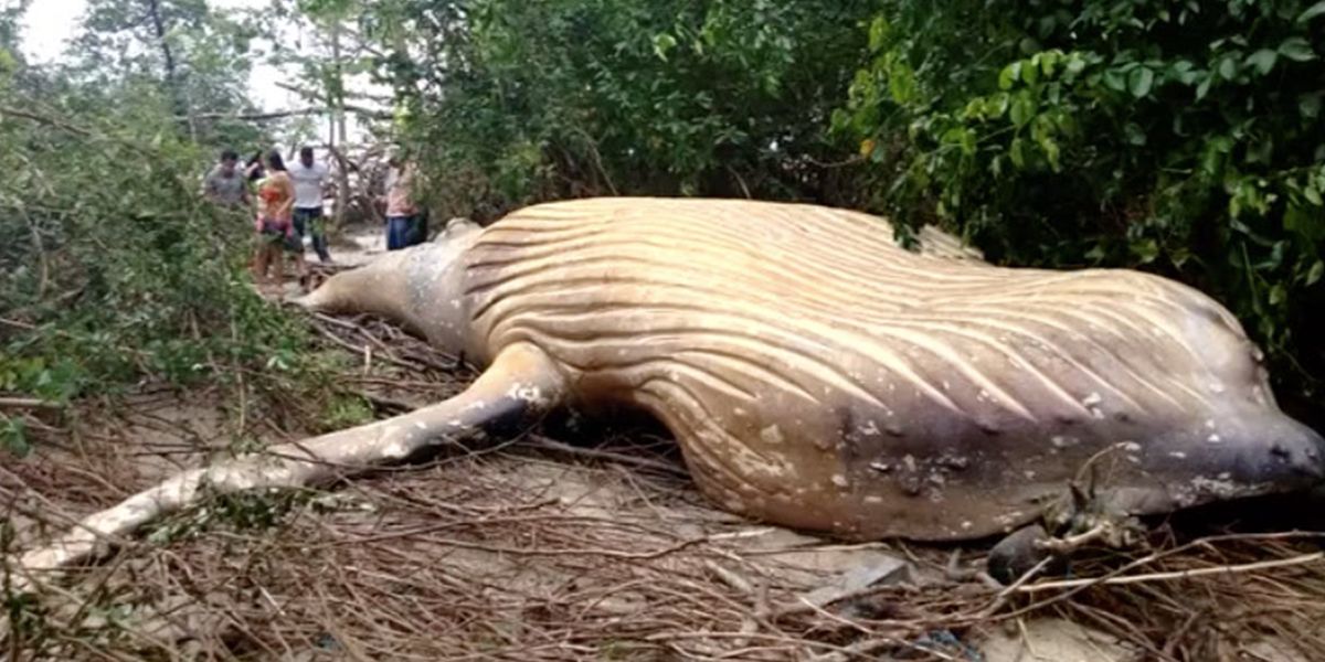 Hallan ballena jorobada muerta a 15 metros de una playa de la Amazonía brasileña