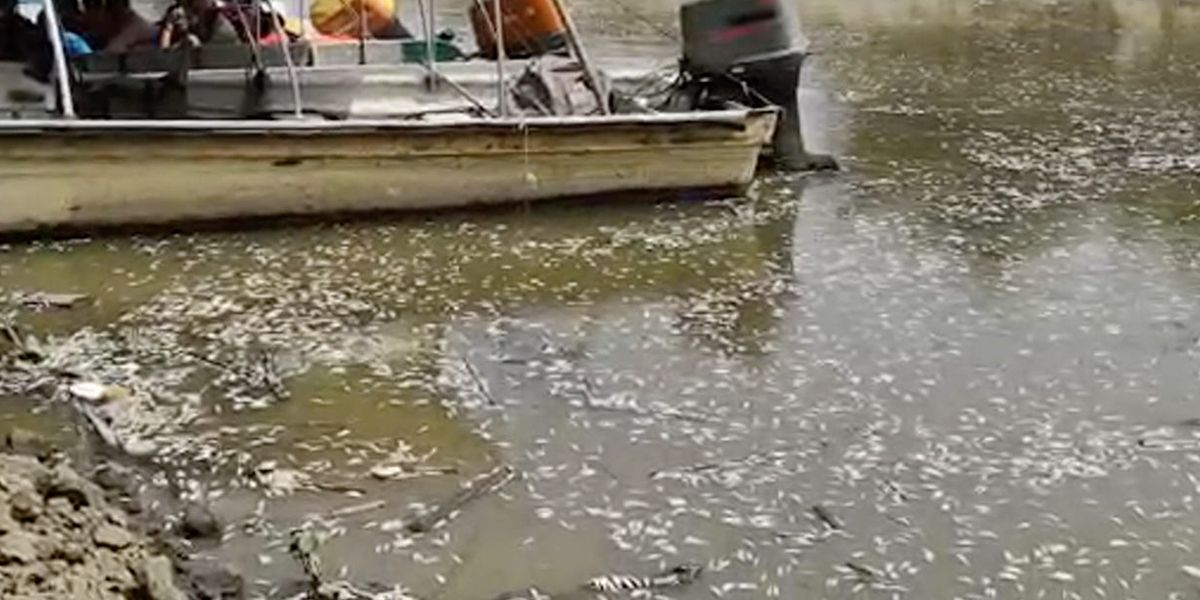 Alerta por mortandad de peces en caño Puerto de Sabanagrande, Atlántico