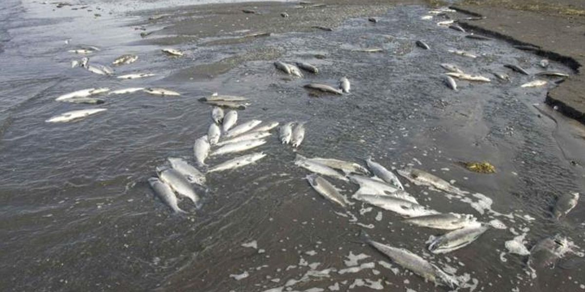 Alerta ambiental por mortandad de peces en el Atlántico