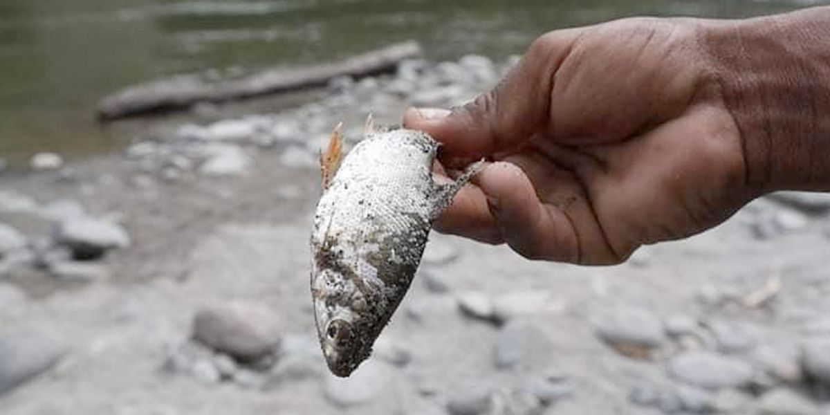 En imágenes  | El desgarrador panorama que vive el río Cauca
