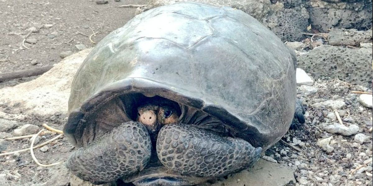Aparece hermosa tortuga gigante considerada extinta hace 100 años