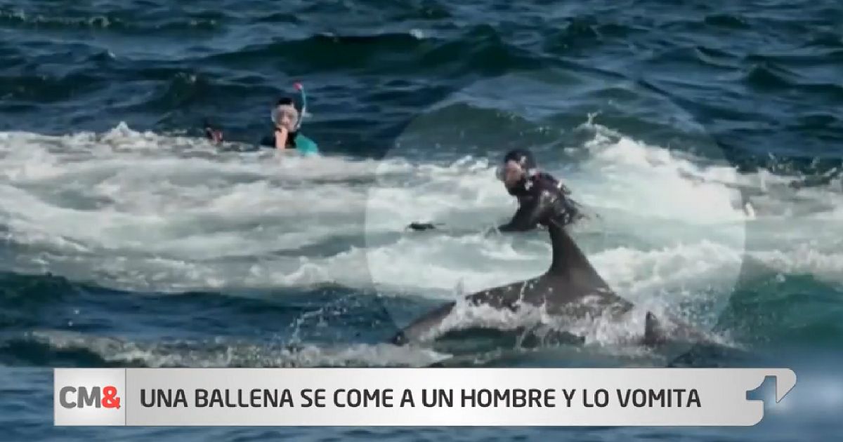 (Video) Sorprendente momento en que ballena se come a un buzo y lo escupe minutos después