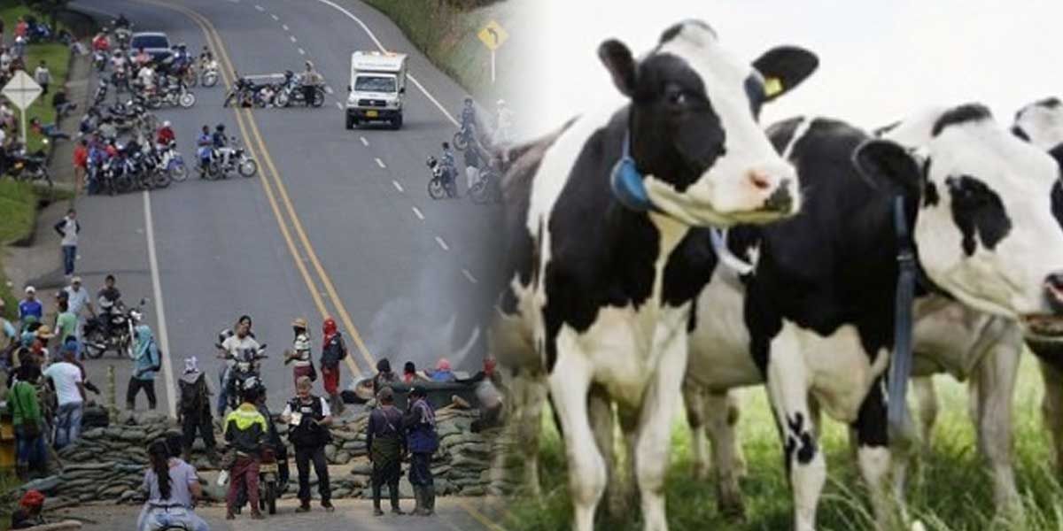 Producción de leche en Nariño afectada tras cierre de vía Panamericana