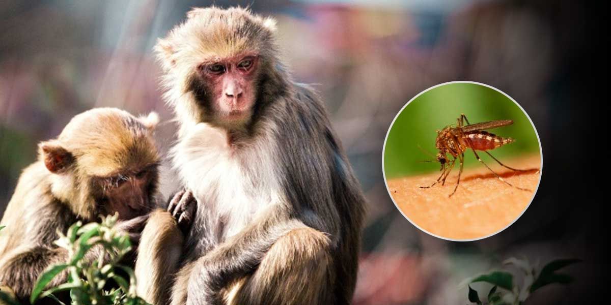 Científicos estadounidenses identifican a primates portadores del Zika