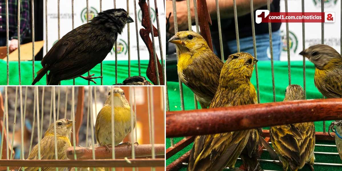 Incautan 15 aves silvestres en el Aeropuerto El Dorado