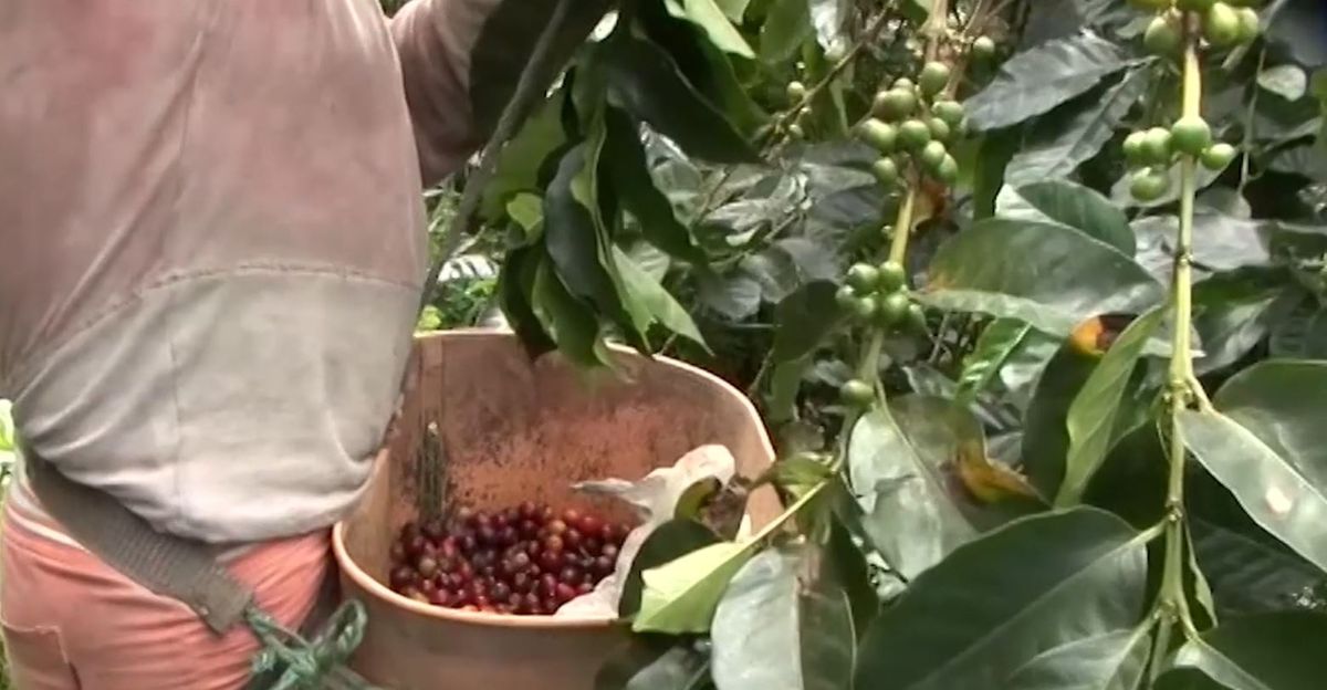 Producción de café crece 5,4 % en primer semestre del año