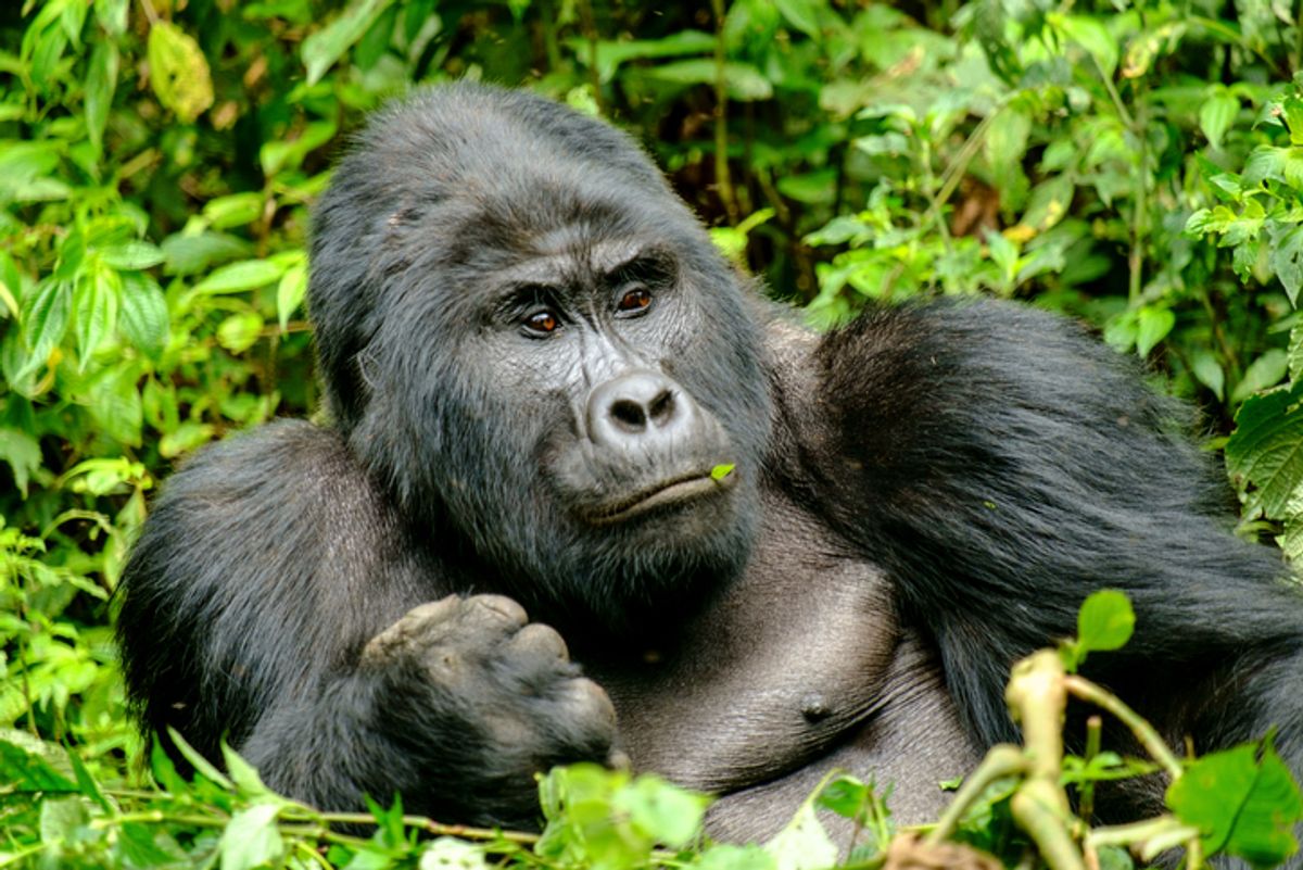 ¡Adorable y divertido! Gorilas posan para selfie junto a guardabosques