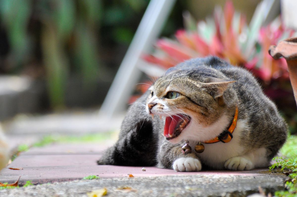 Gobierno australiano pretende matar millones de gatos con salchichas envenenadas