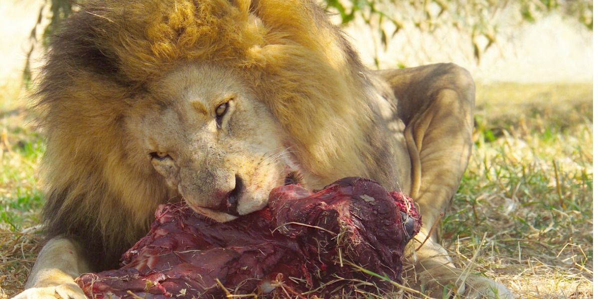 Elefante mató a cazador furtivo y los leones se comieron sus restos
