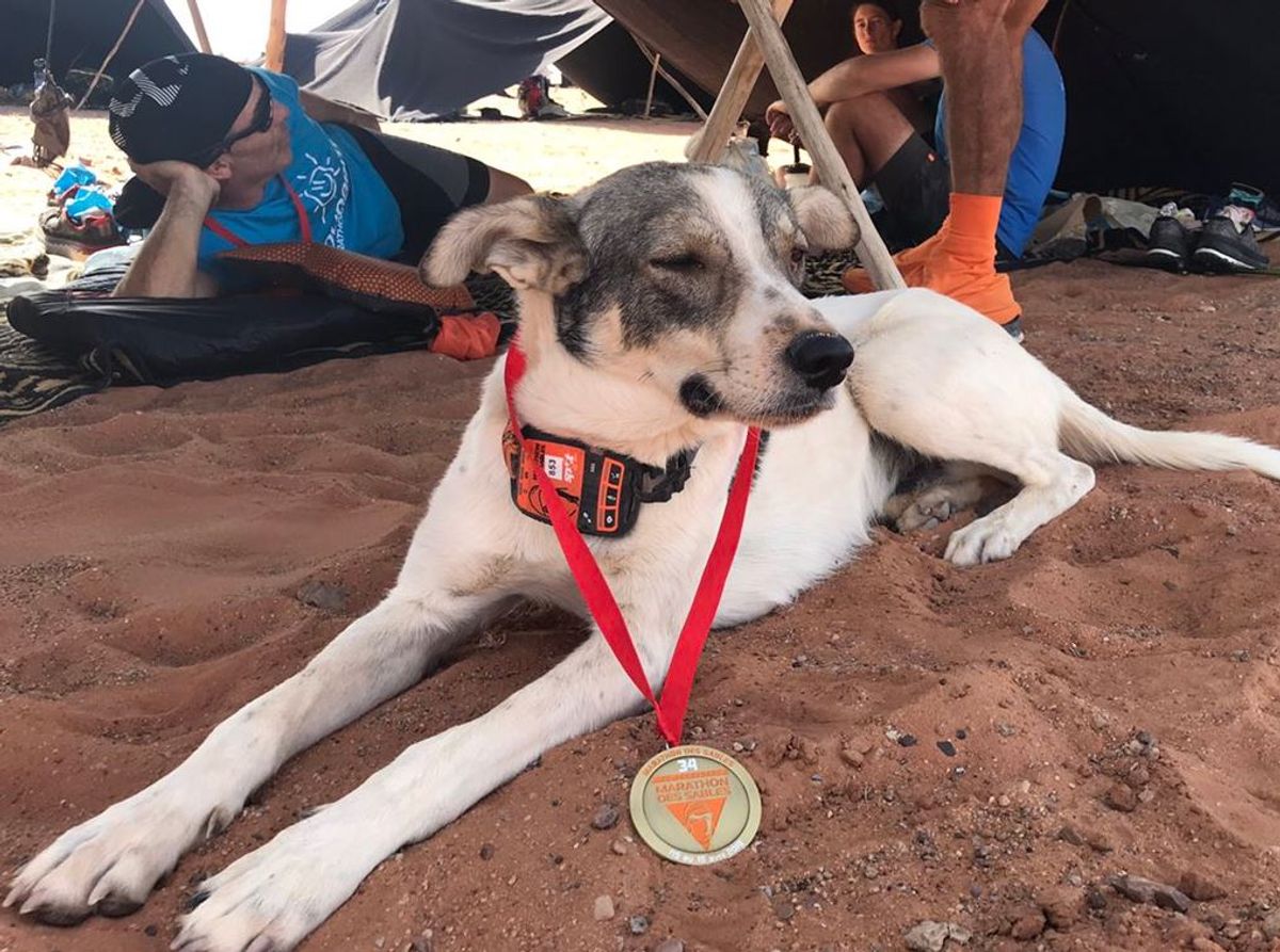 Perro corrió y completó una de las maratones más difíciles del mundo