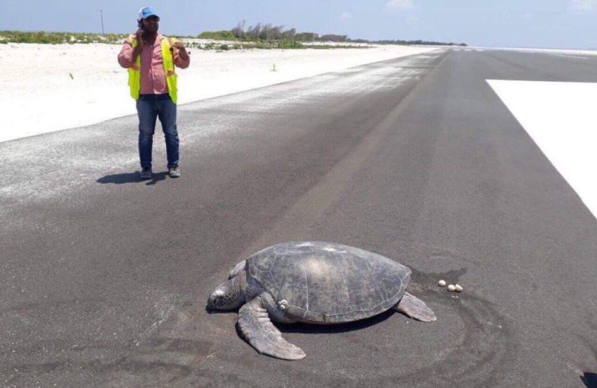 Desoladora escena de tortuga marina poniendo huevos en el asfalto donde antes había una playa