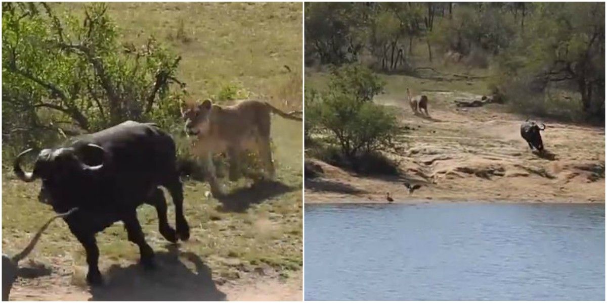 video bufalo escapo leones cocodrilo