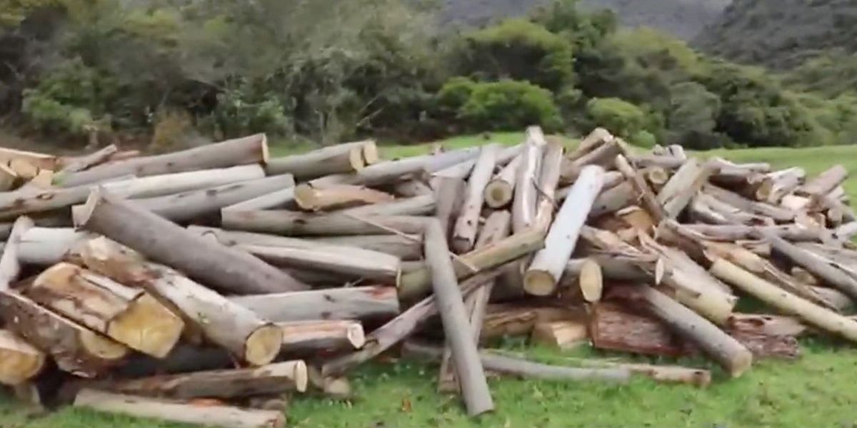 Policía capturó a 10 personas que talaron bosque protegido de cedro rosado en Tocancipá