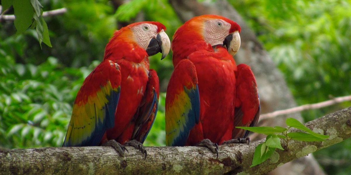 Autoridades ambientales protegen 19.228 especies de fauna y flora en Colombia