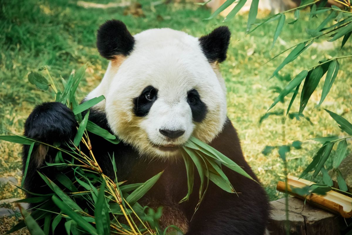 (Foto) ¡Increíble! Investigadores lograron fotografiar un oso panda albino en libertad