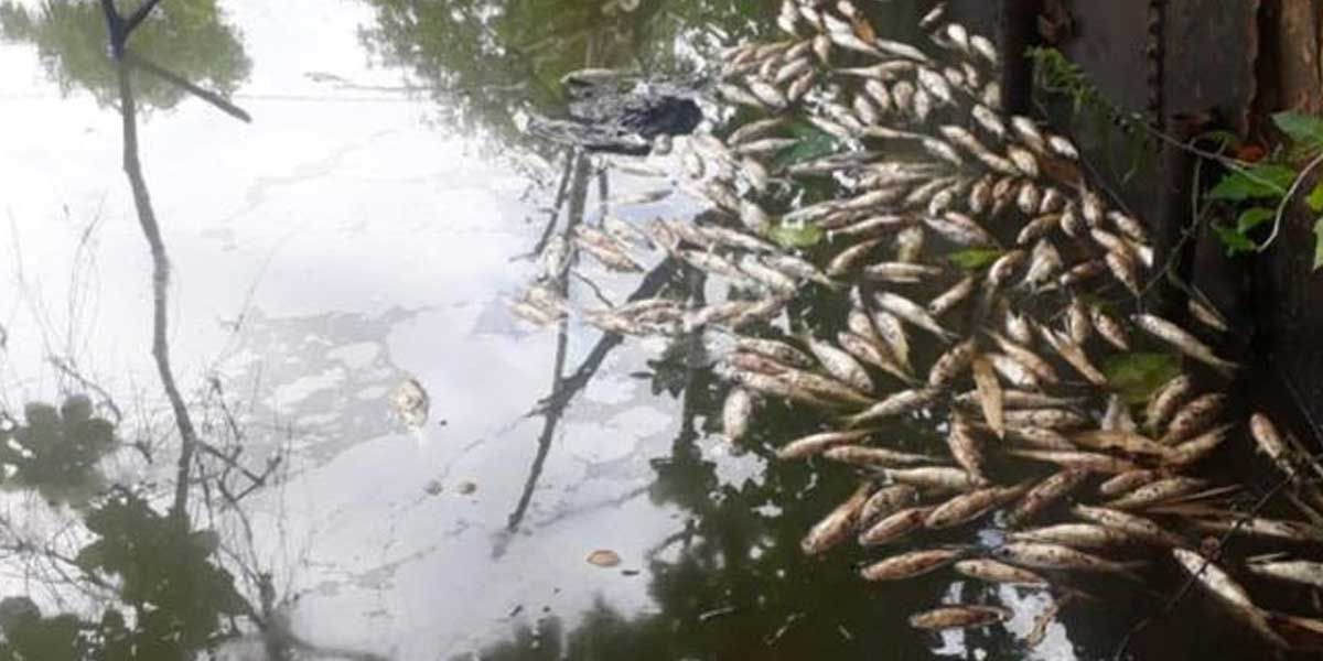 Más de 6000 peces mueren tras derrame de crudo en Barrancabermeja