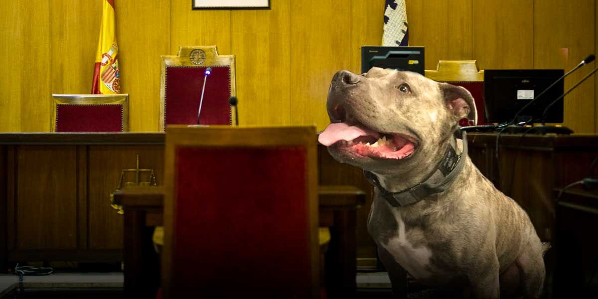 Insólito: perra asiste como testigo a un juicio por maltrato animal en España