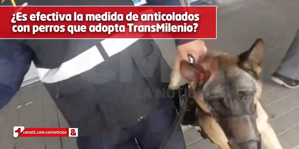 Joven fue amenazado con un perro anticolados, tras ‘preguntar sobre una ruta de TransMilenio’
