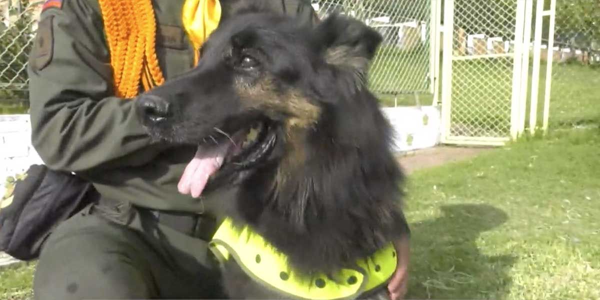150 perros retirados de la Policía esperan para ser adoptados