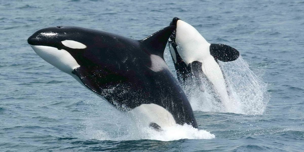 Sancionan con 585.000 dólares a compañía rusa que ‘capturó y encarceló’ a ballenas orcas