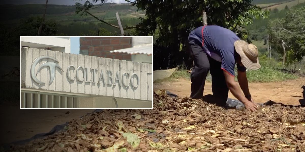 Tabacaleros de Santander anuncian paro nacional por cierre de Coltabaco