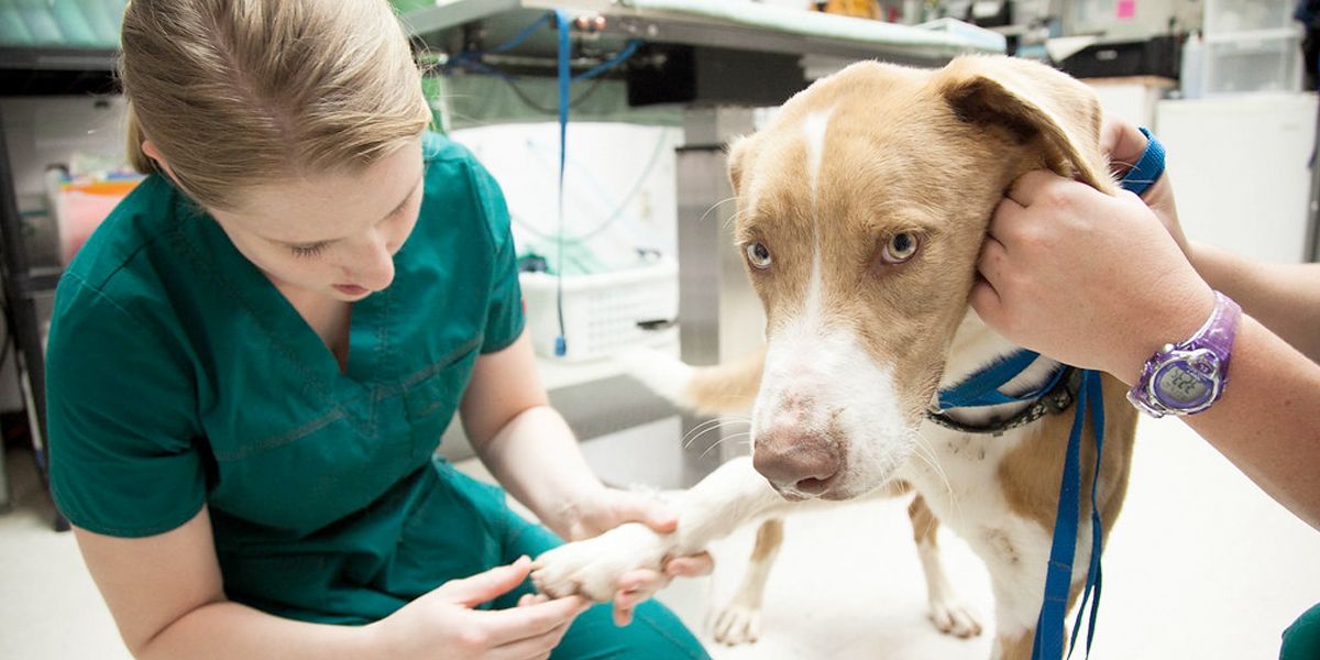 Cientos de perros de EE. UU. participan en investigación de vacuna contra el cáncer