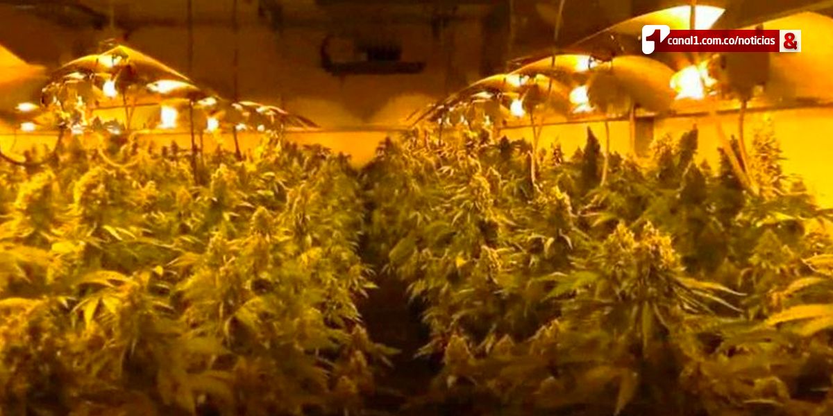 Fiscalía pide cortes de energía a cultivos de marihuana en el norte del Cauca