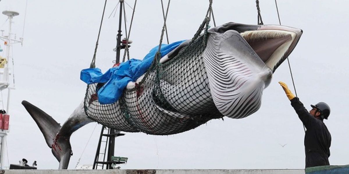 Regresa la caza de ballenas con fines comerciales en Japón