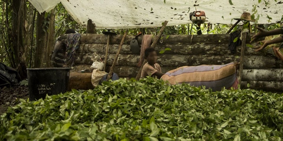 Por falta de profesora, niños del Cauca cosechan coca