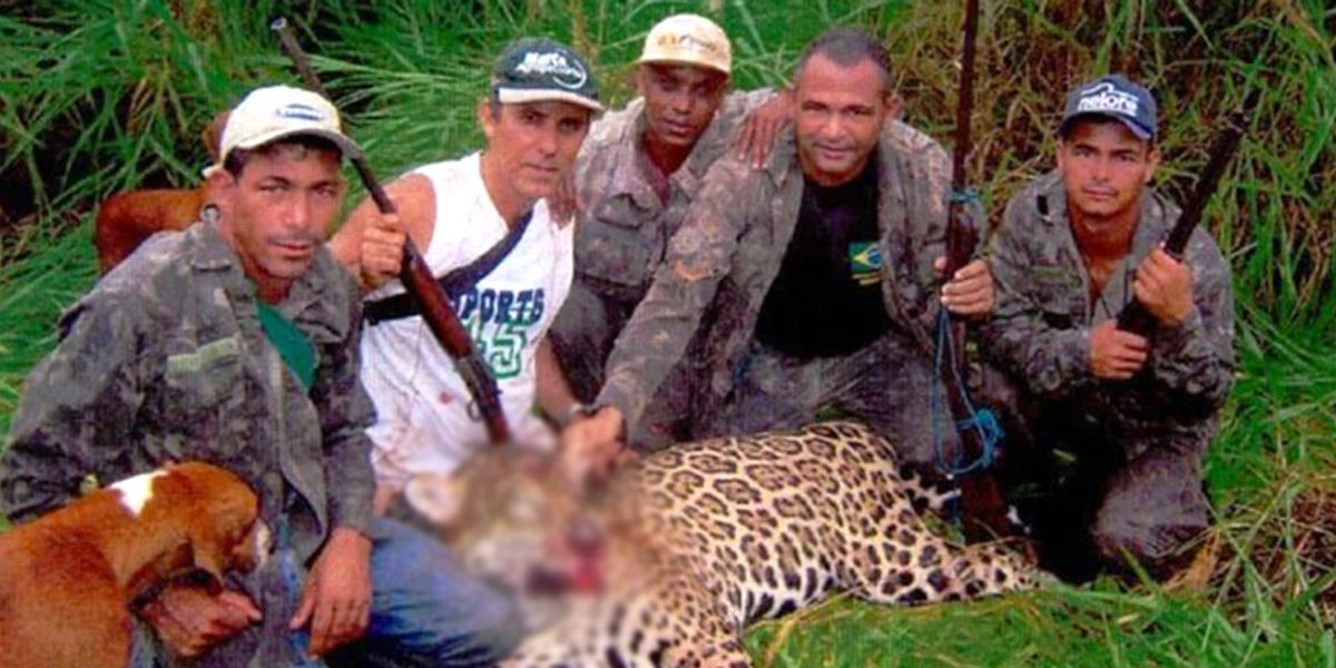 Un cazador habría matado 1000 jaguares en 30 años y será procesado en Brasil