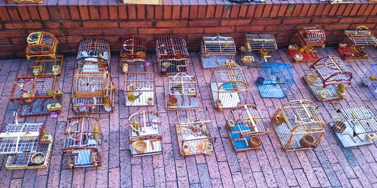 Maltrato animal: recuperan 32 canarios sometidos a concurso de canto en Fontibón