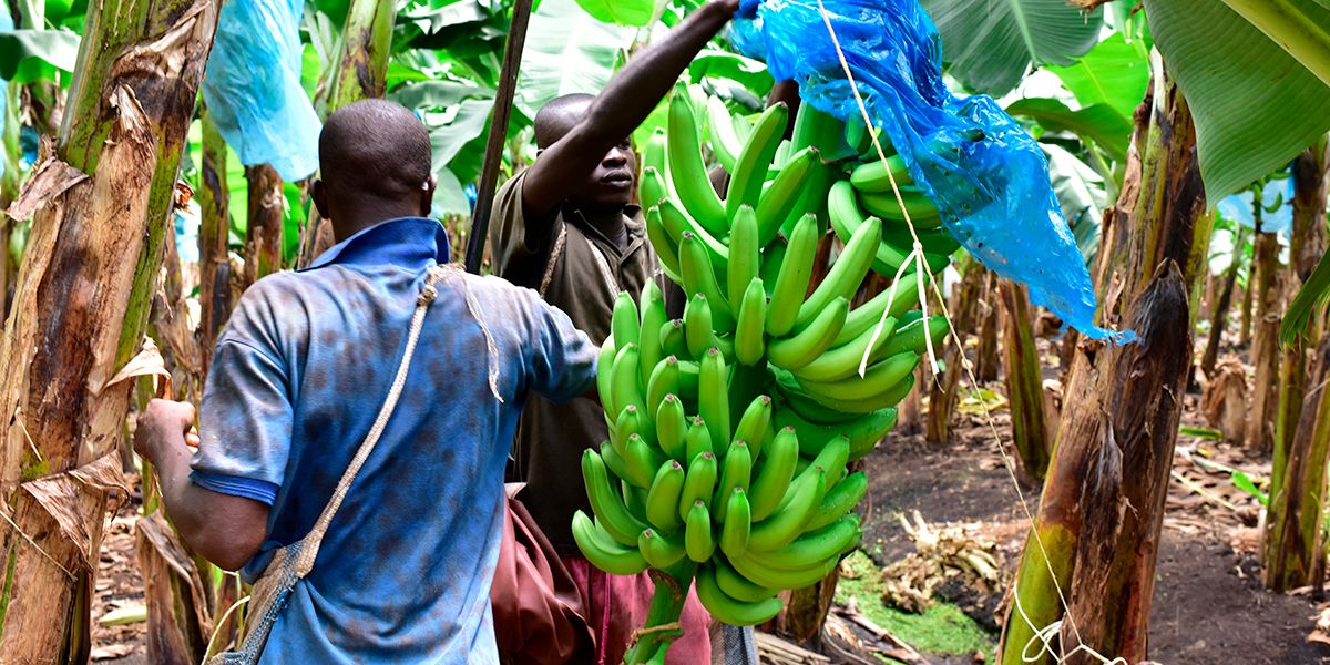 Intensifican medidas de control en Urabá para evitar el ‘mal de Panamá’ en cultivos de banano