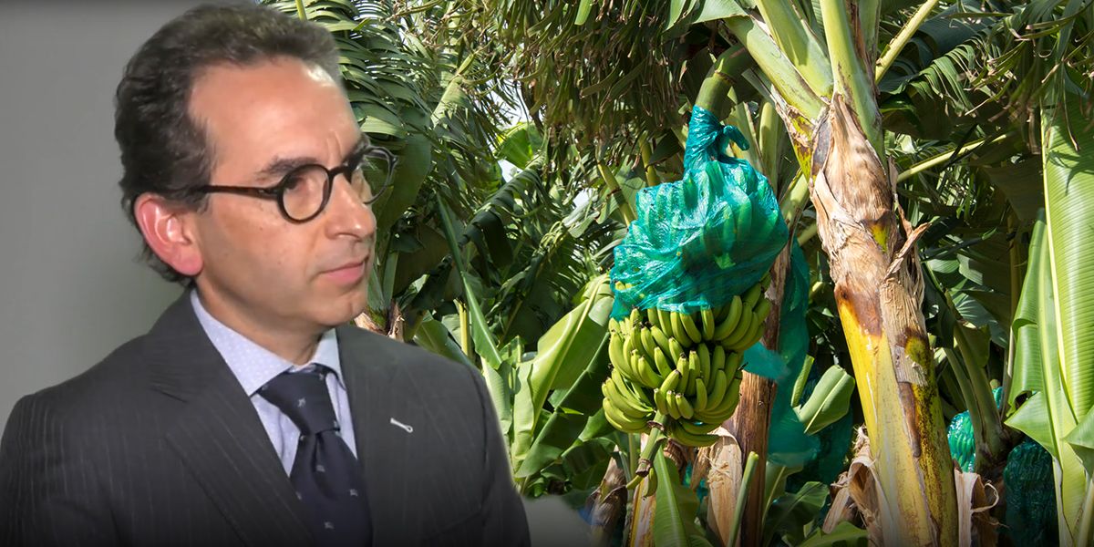 Gobierno refuerza medidas para controlar ‘Mal de Panamá’ en zona bananera