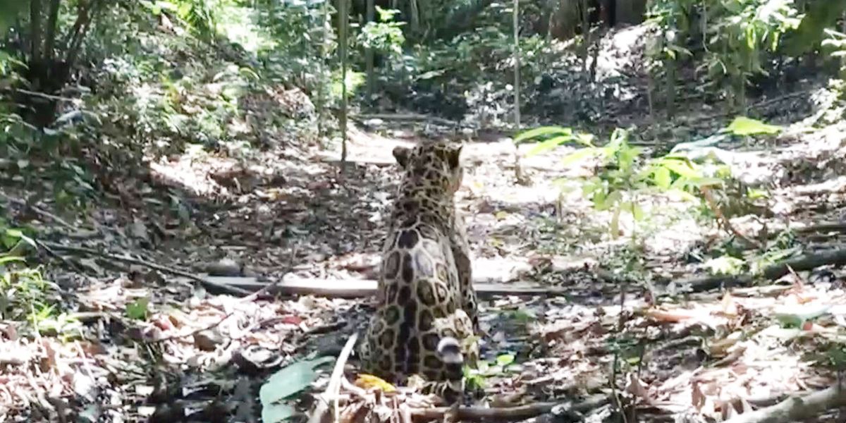 Un jaguar suelto tiene en alerta a los habitantes del noroccidente de Santander