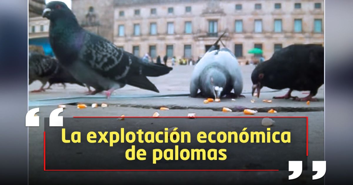 Distrito prohíbe venta de maíz para palomas en la Plaza de Bolívar