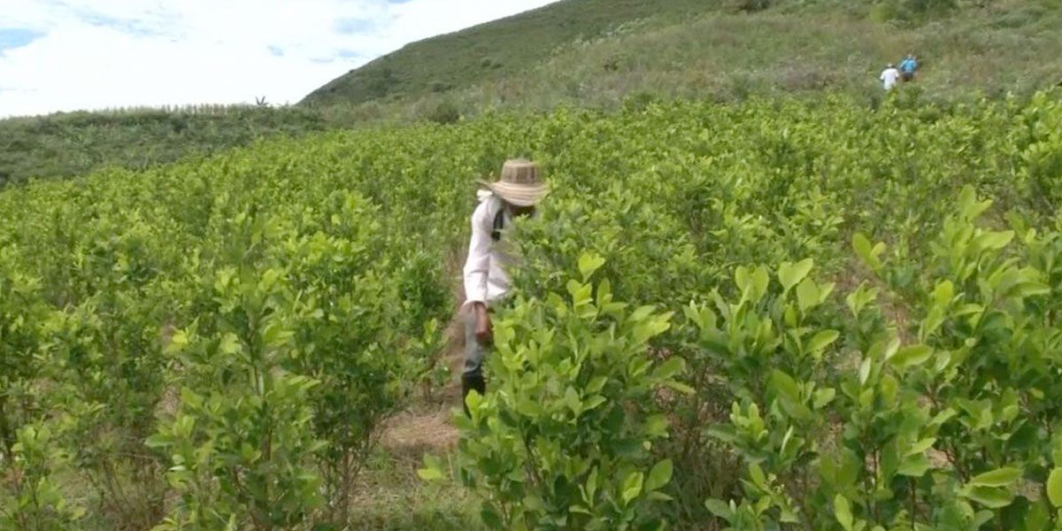 Cauca se aproxima a las 20 mil hectáreas de coca