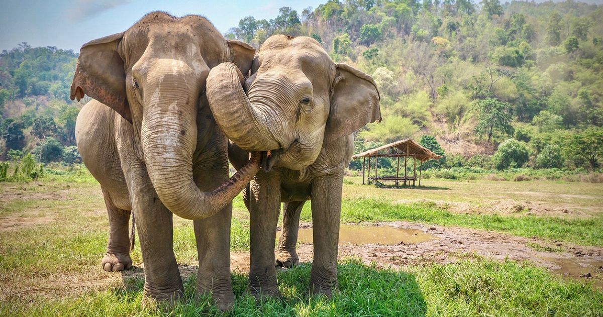 Queda prohibida la venta de elefantes para zoológicos y circos en todo el mundo